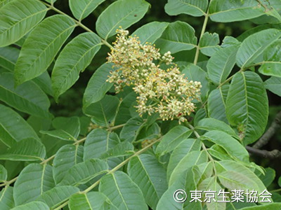 キハダ，Phellodendron chinense