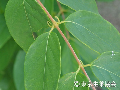 カギカズラ，Uncaria sinensis，Uncaria macrophylla