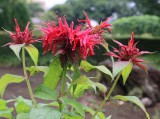 タイマツバナ