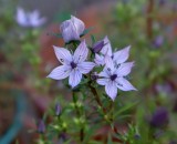 ムラサキセンブリ