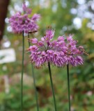 ヤマラッキョウ