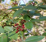 フユザンショウ