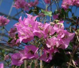 ブーゲンビレア