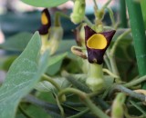 アリマウマノス…