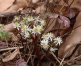 セリバオウレン