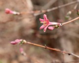 ウグイスカグラ