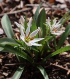 ヒロハノアマナ