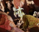 トキワイカリソウ