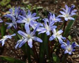 チオノドクサ・…