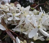 クレマチス・ア…