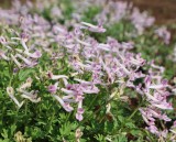 ジロボウエンゴ…