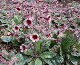 カイケイジオウ