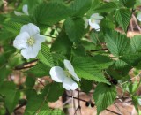 シロヤマブキ