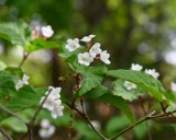 オトコヨウゾメ