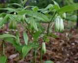 ホウチャクソウ