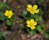 ウマノアシガタ