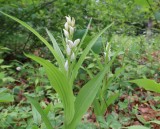 ササバギンラン