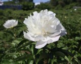 シャクヤク