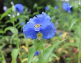 オオボウシバナ