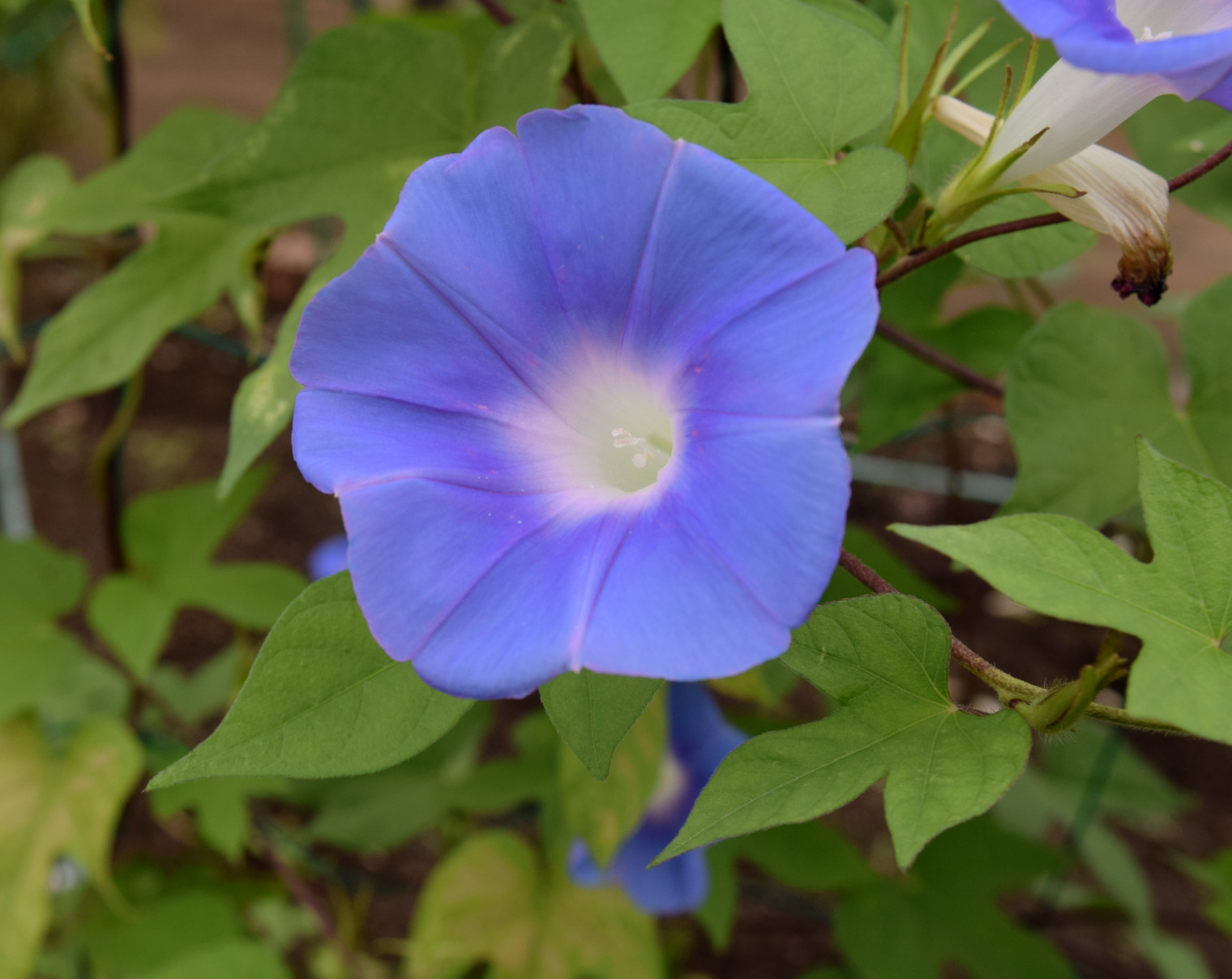 アサガオ(花器付き)(別注)