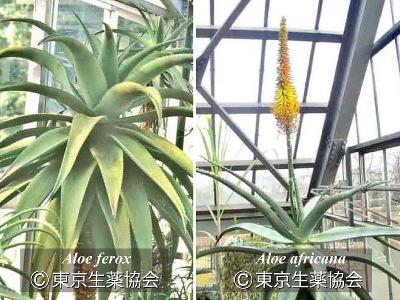 Aloe ferox Miller，Aloe africana Miller，Aloe spicata Baker，これらの雑種