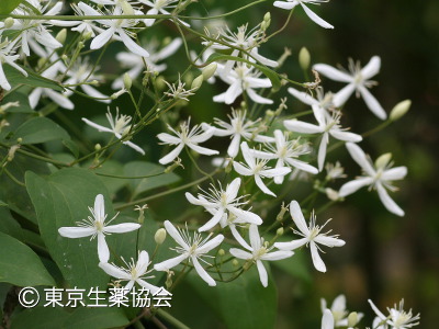 Clematis mandshurica，サキシマボタンヅル，C. hexapetala