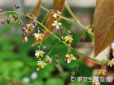 キバナイカリソウ，イカリソウ，Epimedium pubescens，Epimedium brevicornu，Epimedium wushanense，ホザキイカリソウ，トキワイカリソウ