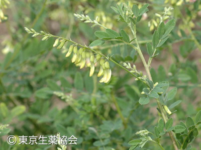 キバナオウギ，Astragalus mongholicus