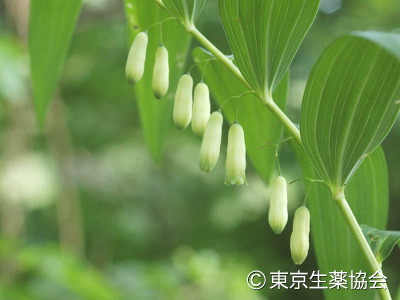 Polygonatum kingianum，カギクルマバナルコユリ，Polygonatum cyrtonema，ナルコユリ