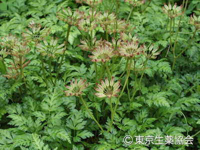 オウレン，Coptis chinensis，Coptis deltoidea，Coptis teeta