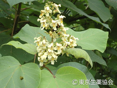 キササゲ，Catalpa bungei