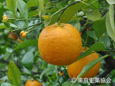 ダイダイ，Citrus aurantium，ナツミカン