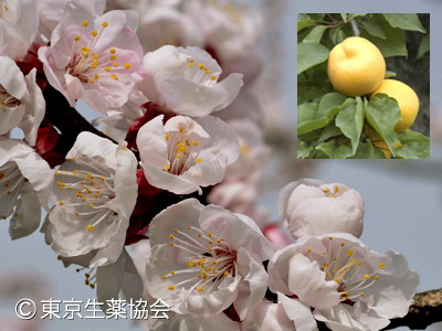 ホンアンズ，アンズ，Prunus sibirica