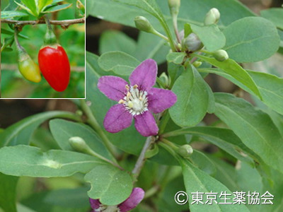 クコ，Lycium barbarum