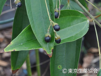 Cinnamomum cassia