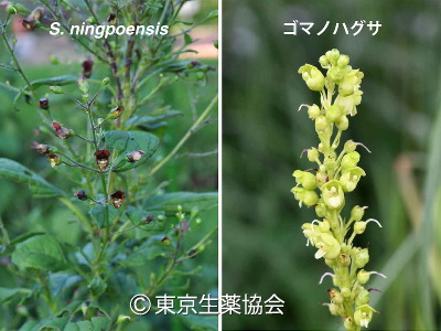 Scrophularia ningpoensis，ゴマノハグサ