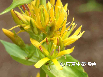 Gentiana lutea