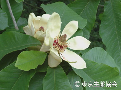 ホオノキ，Magnolia officinalis， Magnolia officinalis var. biloba 