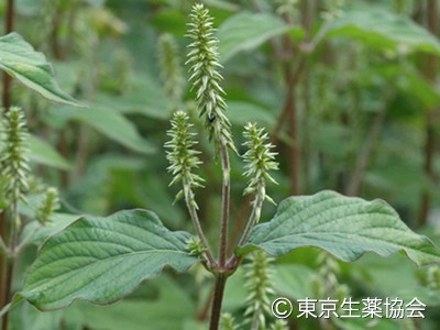 Achyranthes bidentata，ヒナタイノコズチ