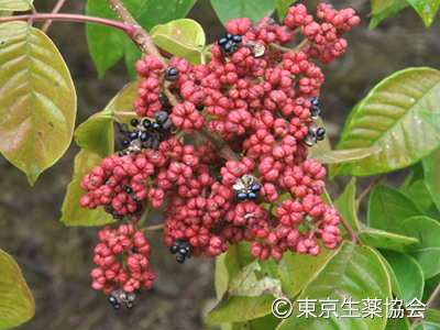 Euodia officinalis，Euodia bodinieri，ゴシュユ