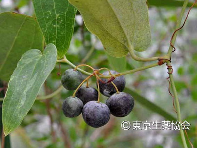 Smilax glabra