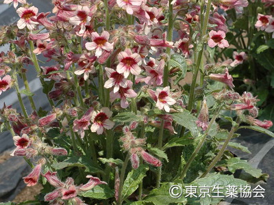 アカヤジオウ，Rehmannia glutinosa