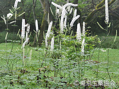 Cimicifuga dahurica，Cimicifuga heracleifolia，Cimicifuga foetida，サラシナショウマ