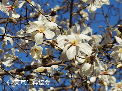 Magnolia biondii，ハクモクレン，Magnolia sprengeri，タムシバ，コブシ