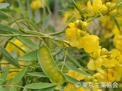 Cassia angustifolia，Cassia acutifolia