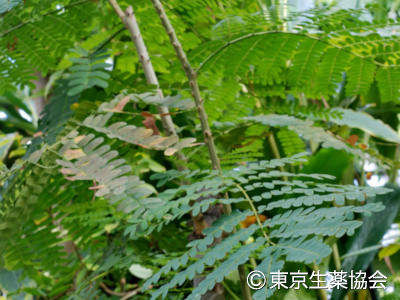 Caesalpinia sappan