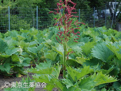 Rheum palmatum，Rheum tanguticum，Rheum officinale，Rheum coreanum