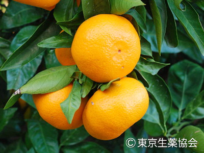 ウンシュウミカン，Citrus reticulata