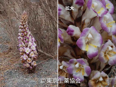 Cistanche salsa，Cistanche deserticola，Cistanche tubulosa