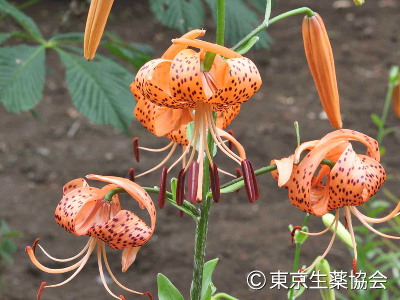 オニユリ，ハカタユリ，Lilium brownii，Lilium pumilum